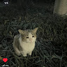 Following profile image
