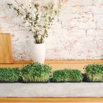 Vego Garden Profile Picture