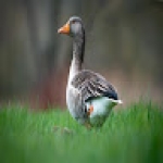 Following profile image