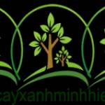 Cây Công Trình