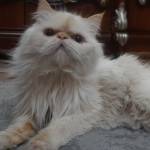 Following profile image