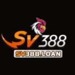 SV388 Profile Picture