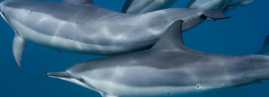 Dana Point Dolphin and Whale Watching cover