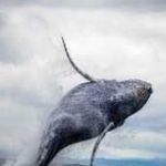 Dana Point Dolphin and Whale Watching Profile Picture