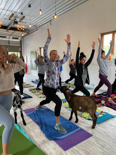 Goat Yoga Chicago - Elgin  Illinois Profile Picture