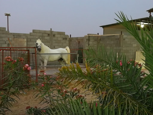 مربط أصايل هجر للخيل العربية Profile Picture