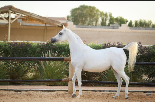 مربط ارث العرب Profile Picture